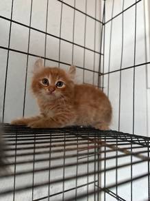 anak kucing