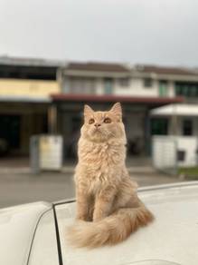 BLH mix persian