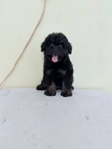 Maltipoo
