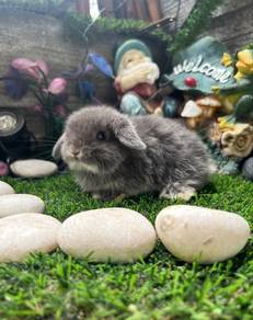 Holland lop