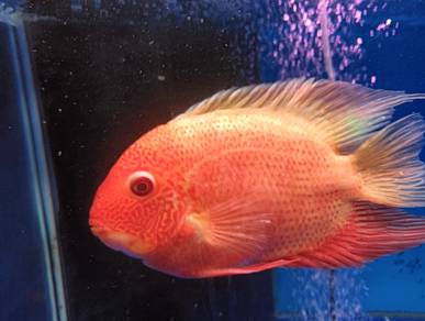 ikan chiclid 6inci