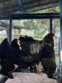ayam brahma