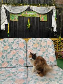 persian cat