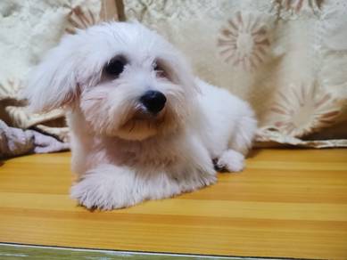 Shihpoo