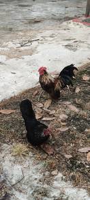 Japanese bantam 
