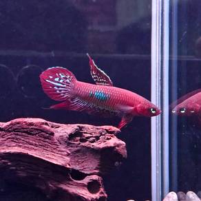 Betta coccina