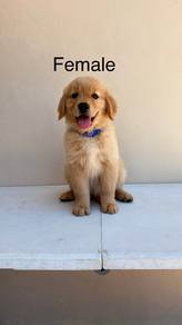 golden retriever d