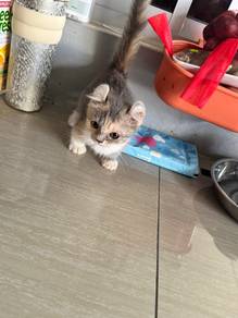 kitten for rehome