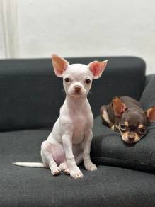white chihuahua 