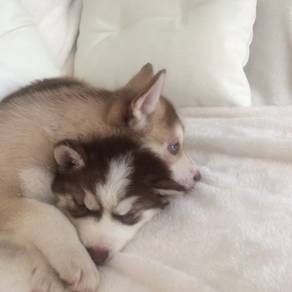 Beautiful Blue eyes Siberian Husky