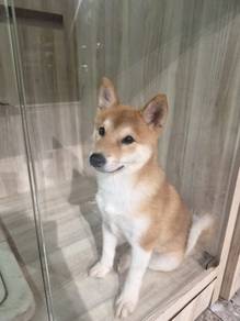 Shiba Inu puppy available 
