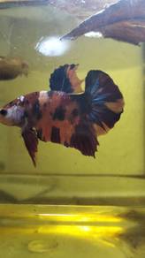 fish 