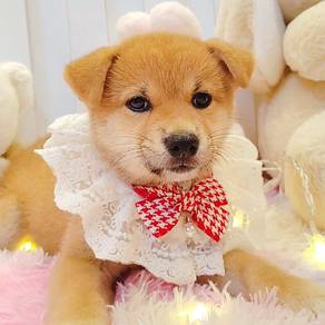 Shiba inu