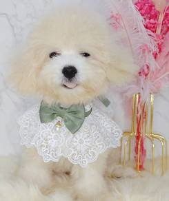Maltipoo