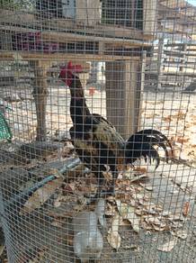 Ayam Pama iq lau line seankon 