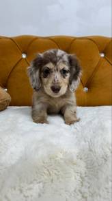 Chocolate & Tan Dapple Long-Haired Dachshund