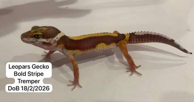 Gecko