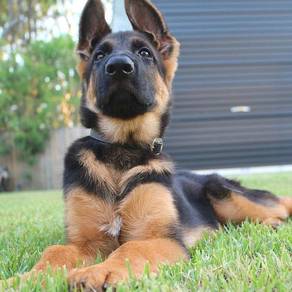 TRTT211 German Shepherd black tan #MKA puppies