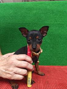 New! Mini Pinscher Female Puppy 1608A