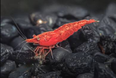 Red Cherry Shrimp (Neocaridina) 🦐