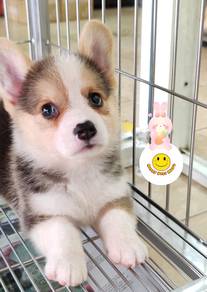 HRR-15566 Welsh Corgi tri color haired pretty