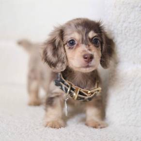 MINIATURE DACHSHUND Puppies D153 PREMIUM Quality