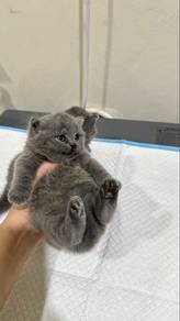 BSH Baka besar