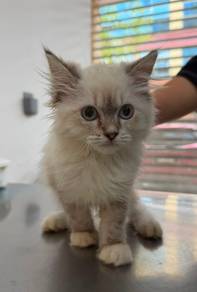 Kucing Ragdoll Comel Untuk Dijual