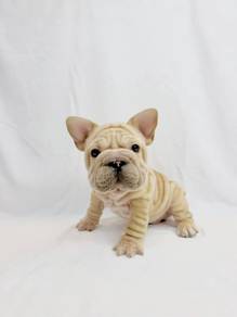 French Bulldog - Male 💖 MKA Cert