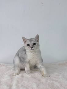 Silver Bsh