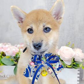 Shiba