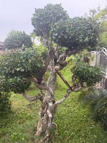 Pokok Bonsai Sinai Jeliti & Rosita