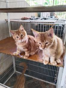 Maincoon kitten