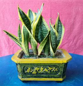 Bonsai pot small size