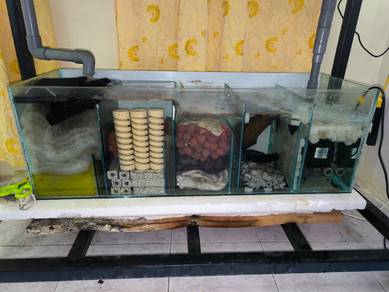 MGBB arowana