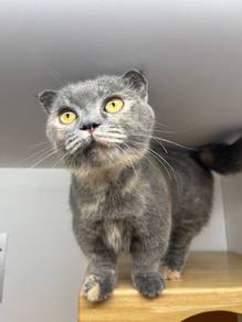 cat for sale