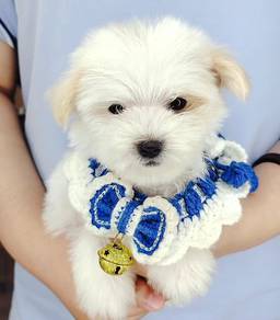 Maltipoo
