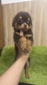 Female Chihuahua Puppy Choco Tan