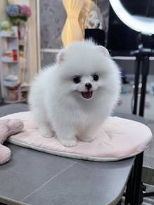 white Pomeranian MKA cert 