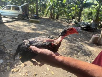 anak ayam ratu