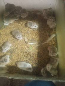 Hamster