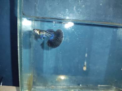 ikan guppy 