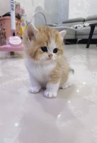 British longhair golden white