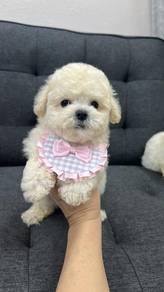 Pure Breed Short Legs Bichon Frise (M) 纯种 标体短腿比熊 男