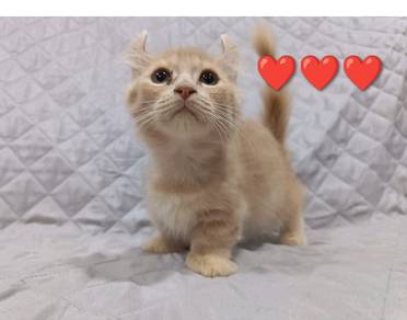 Munchkin Comel