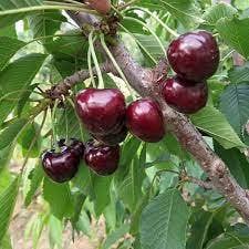Live Plant Bingku Cherry 5 years plants