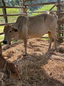 lembu bertina