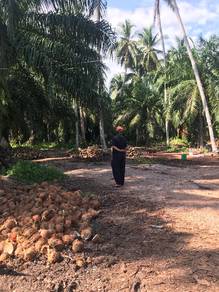 Agricultural Land in Sabak Bernam, SGR
