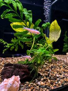 Golden Rummy Fish