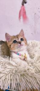 Munchkin BSh